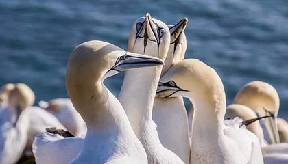 KAIYUN 中国大陆-中国射箭选手新技术应用，精准度提升显著，中国射箭选手新技术应用,精准度提升显著的原因