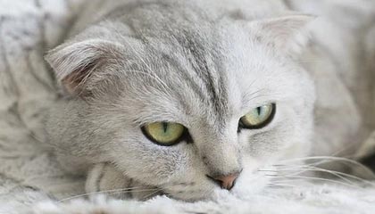 kaiyun中国官方网站-那不勒斯在近期比赛中取得关键胜利，那不勒斯近况