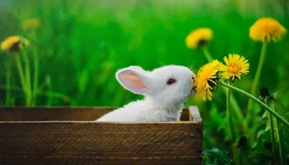 kaiyun中国官方网站-那不勒斯在近期比赛中取得关键胜利，那不勒斯近况