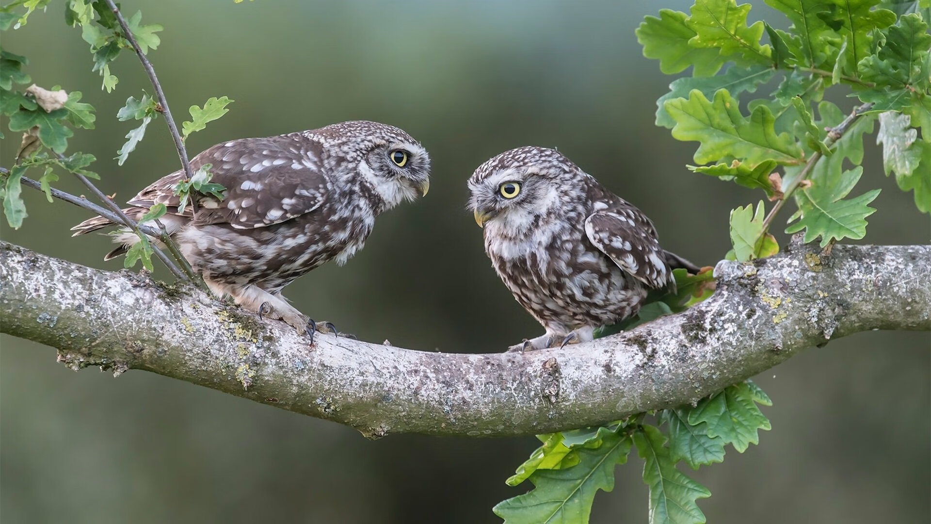 kaiyun中国官方网站-“意甲劲旅逐步发力，目标冲击更高奖台”，意甲劲旅有哪些