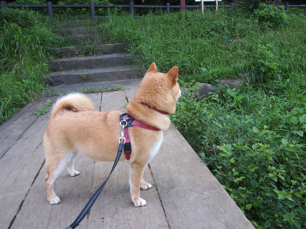 KAIYUNAPP-《电竞战队荣誉墙：纪录辉煌历史时刻》，电竞战队冠名