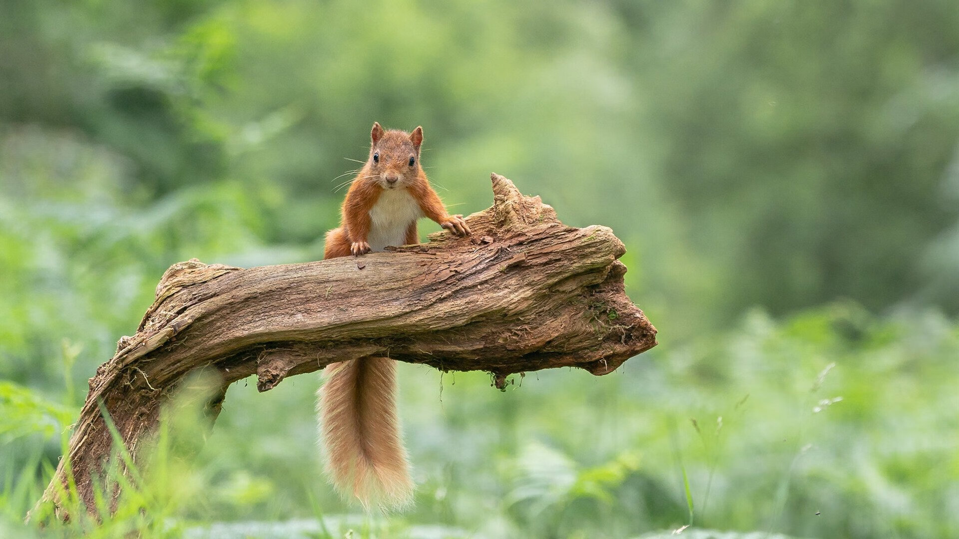kaiyun 开云体育-意甲比赛节奏加快，团队配合日益精妙，意甲赛事集锦