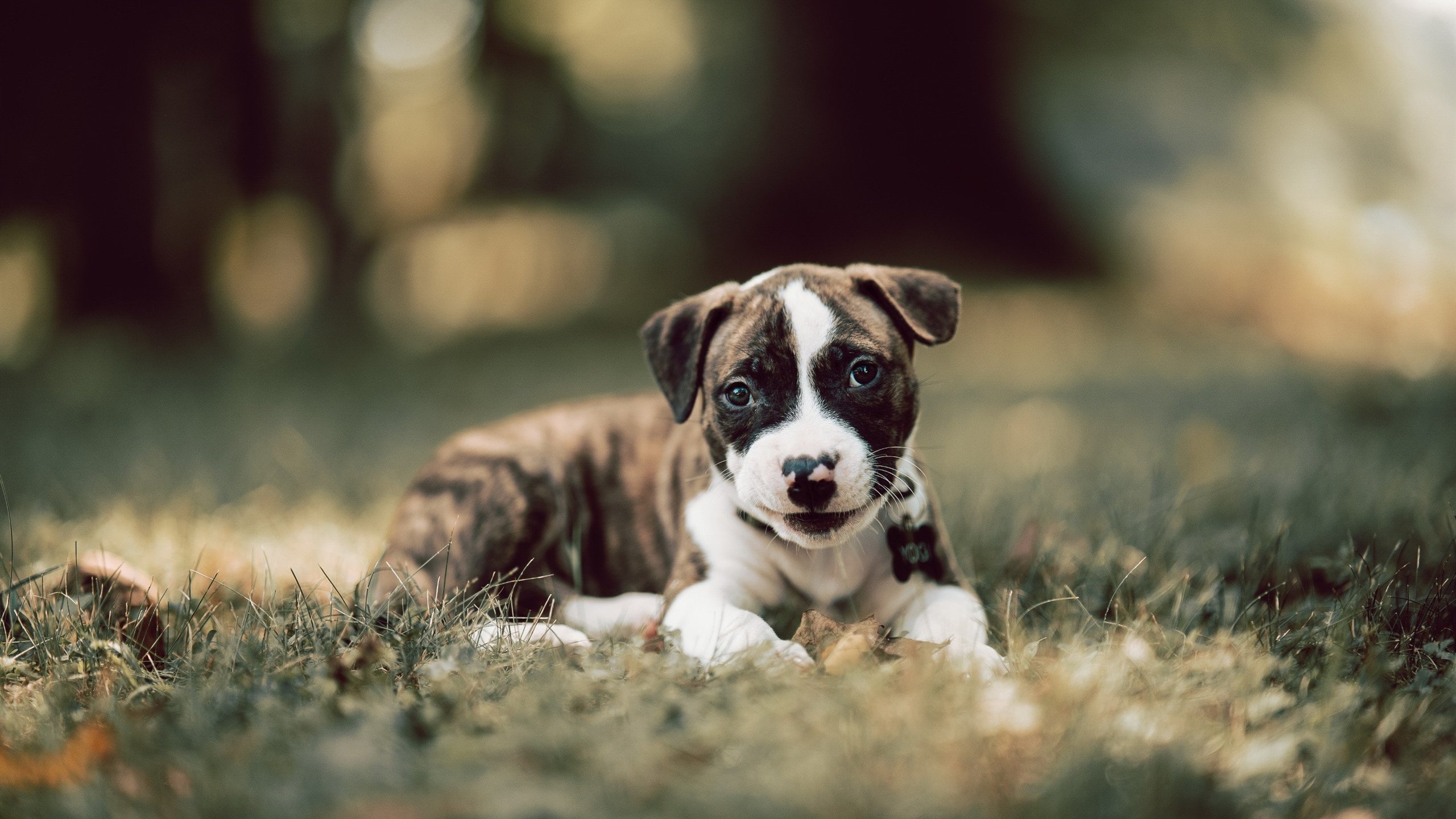 开云网站-上海久事球队攻防节奏更加流畅，上海久事主场在哪