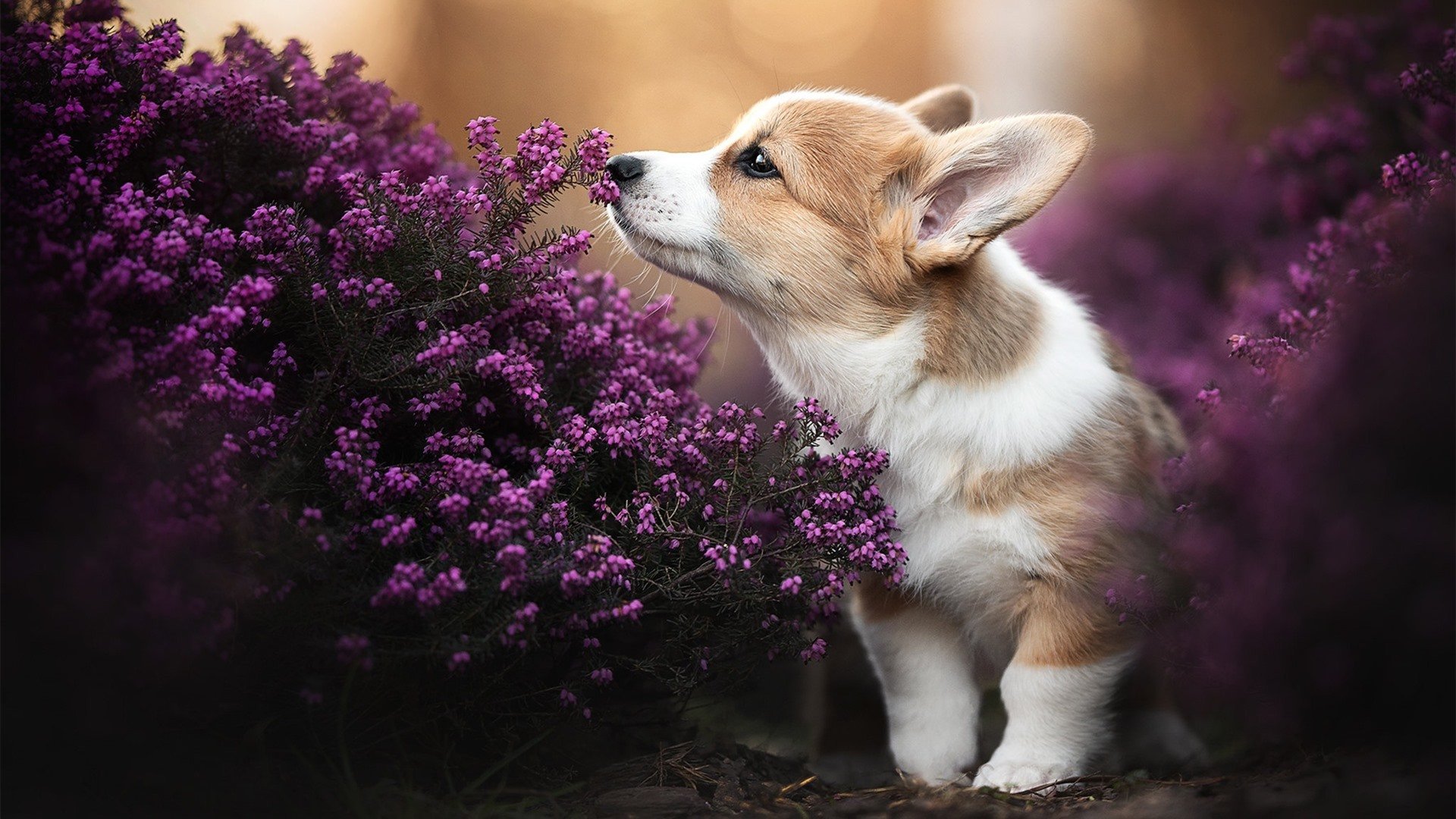开云体育官方网入口-新疆飞虎主场负于辽宁，遭遇两连败，新疆飞虎男篮最新名单