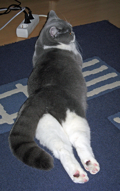 开云体育APP下载-替补球员异军突起，成为本赛季最大惊喜，替补球员的作用