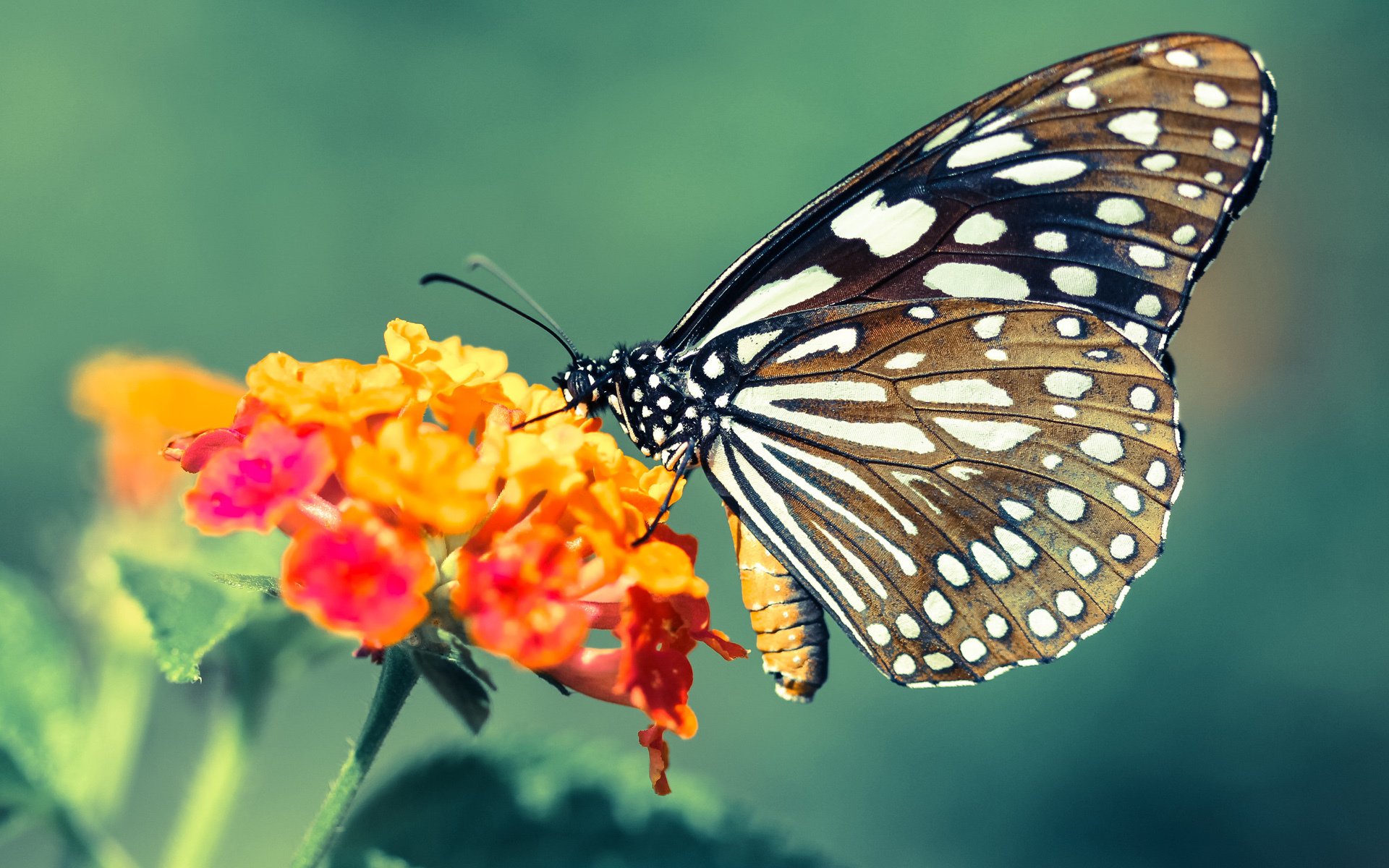 开云体育在线赛事直播-首尔SK骑士赛季目标明确，skt俱乐部在首尔哪个区