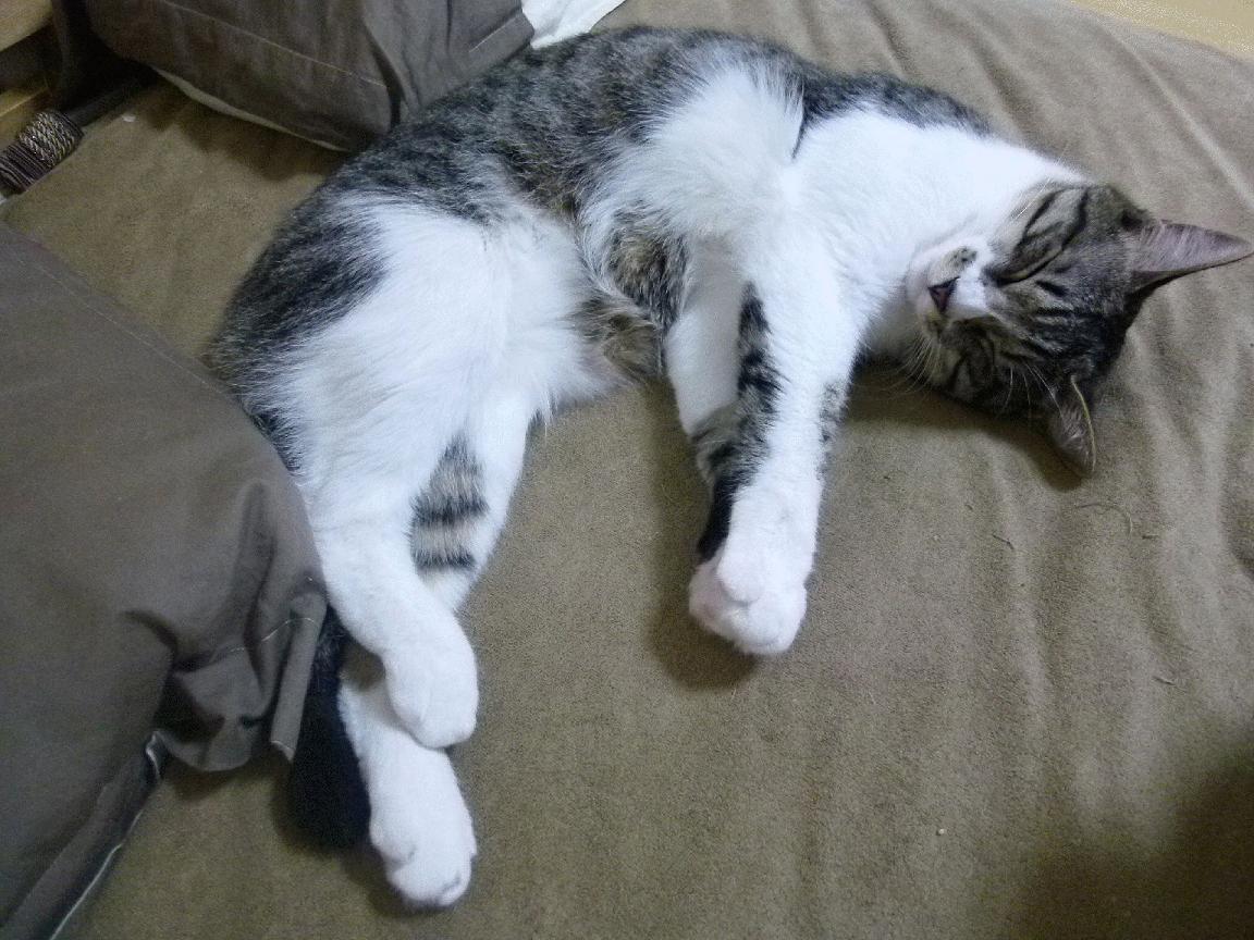 高校体育课程内容国际比较与借鉴,高校开展体育课程的意义