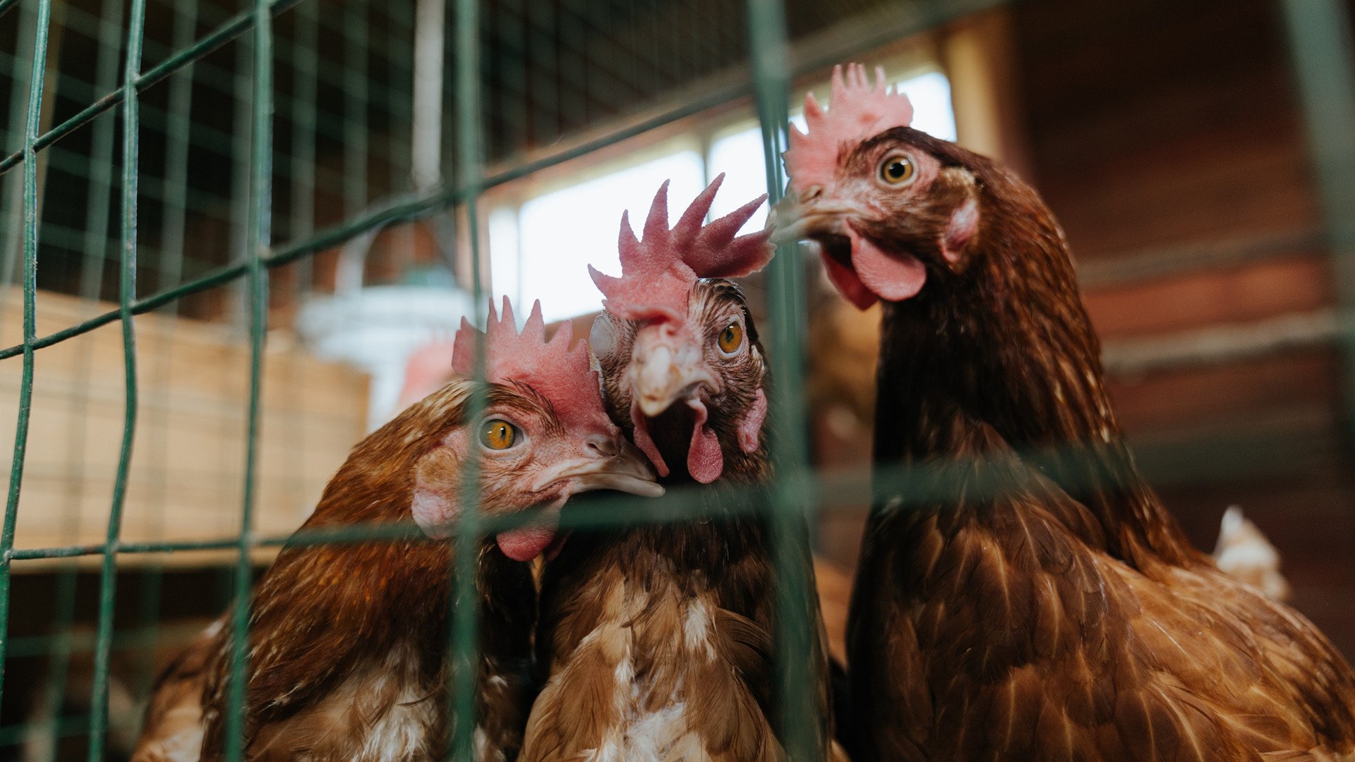 开云体育官方网入口-数据显示：中国蝶泳后程反超更频繁，中国蝶泳最好成绩