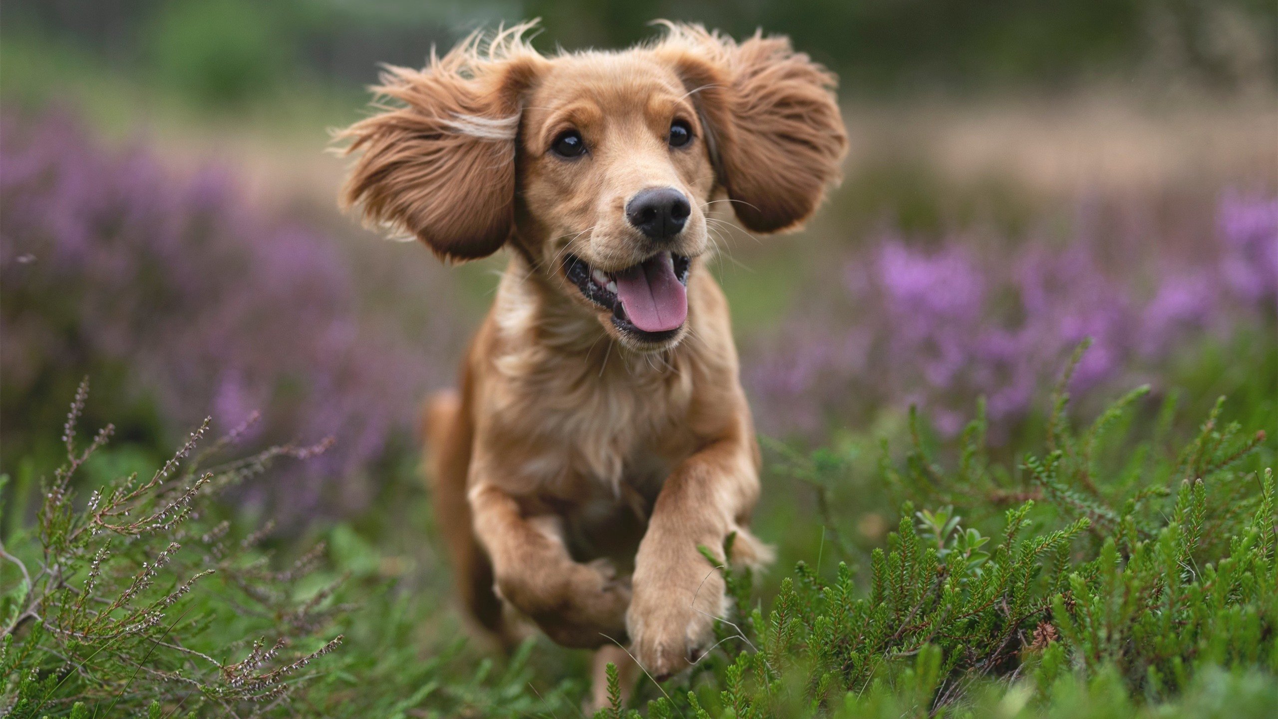 美国队赛制评析:团体赛制中的关键战术与胜负取决因素,美国队队内对抗赛