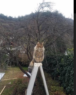 开云·体育官网-中国足球职业俱乐部成立青少年足球基金会，中国足协青少年部