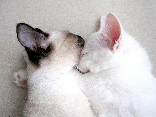 开云在线直播-仰泳技术扎实韩国保持优势，仰泳运动