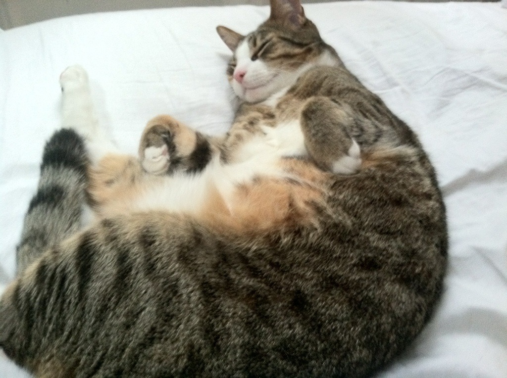 开云官网登录-格鲁吉亚女篮在欧洲锦标赛中闪耀光芒，迈向新高峰，格鲁吉欧女王vs