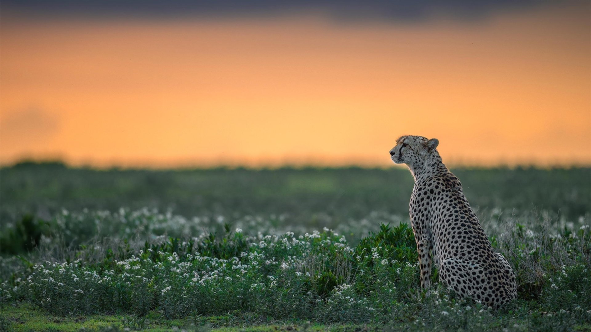 开云体育在线赛事直播-欧洲杯战术创新：布局巧妙，精彩不断！，欧洲杯技术
